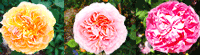mailmag_btn.gif