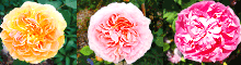 mailmag_btn.gif